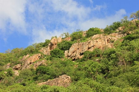 Landscape tree nature forest Photo