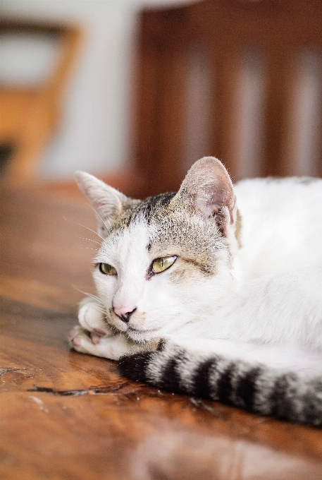 Weiss haustier kätzchen katze