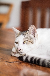 White pet kitten cat Photo