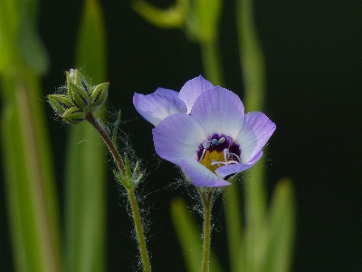 Natur blüte anlage blume Foto