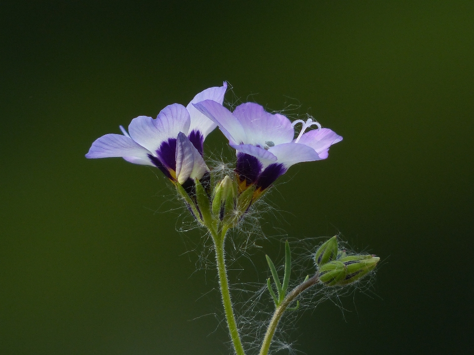 Natur blüte anlage fotografie