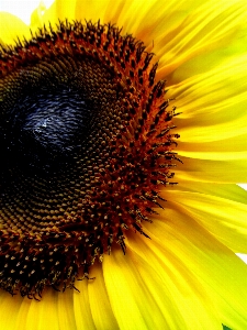 Blossom plant photography flower Photo