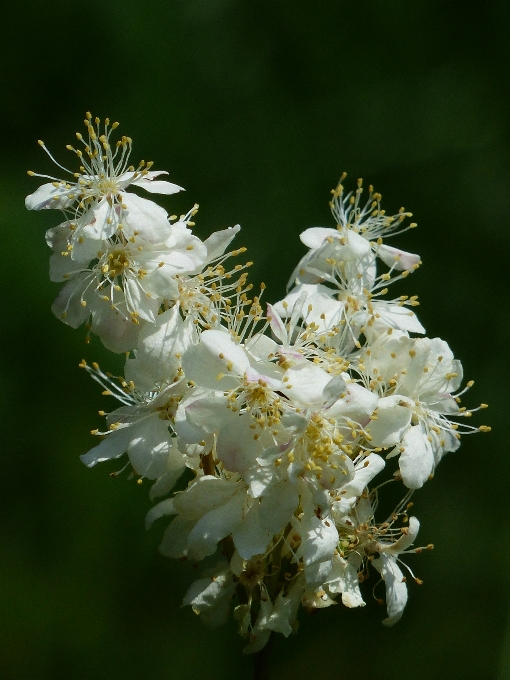 Nature branch blossom plant