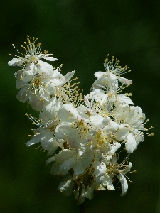 Nature branch blossom plant Photo