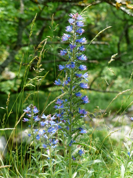 Natur anlage wiese
 prärie
