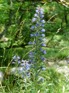 Natur anlage wiese
 prärie
 Foto