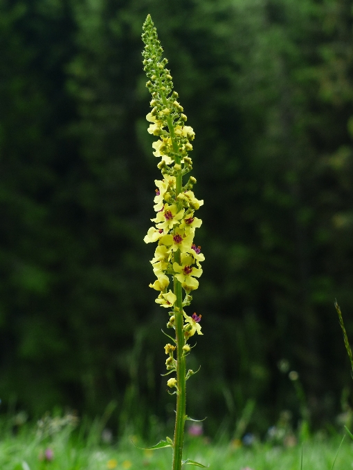 Naturaleza planta prado
 hoja