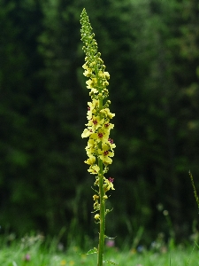 Nature plant meadow leaf Photo