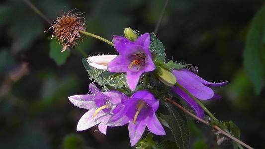 Nature forest blossom plant Photo