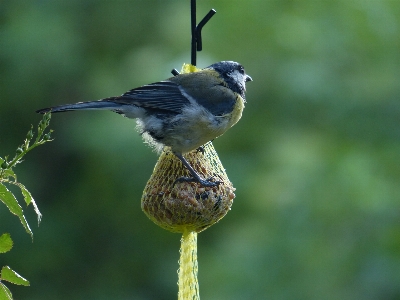 自然 ブランチ 冬 鳥 写真