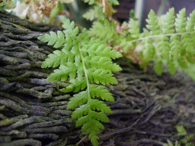 Tree growth plant leaf Photo