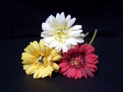 Blossom plant white flower Photo