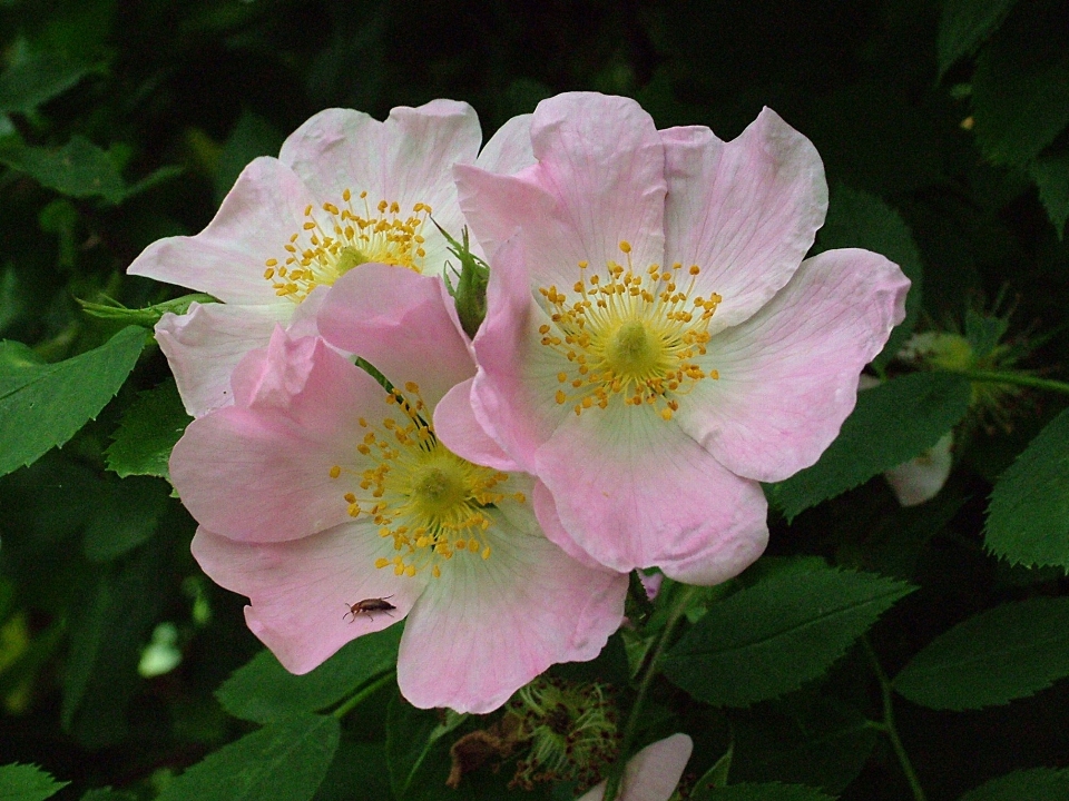 花 植物 花弁 咲く