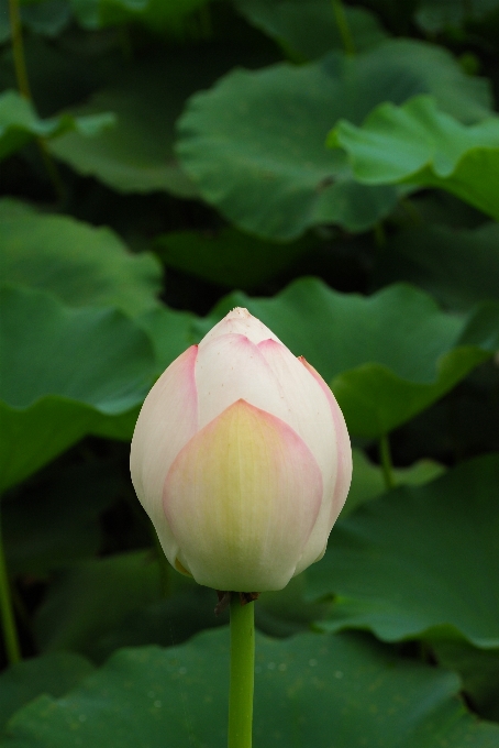 Plantar folha flor pétala