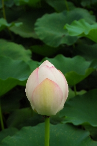 Anlage blatt blume blütenblatt Foto