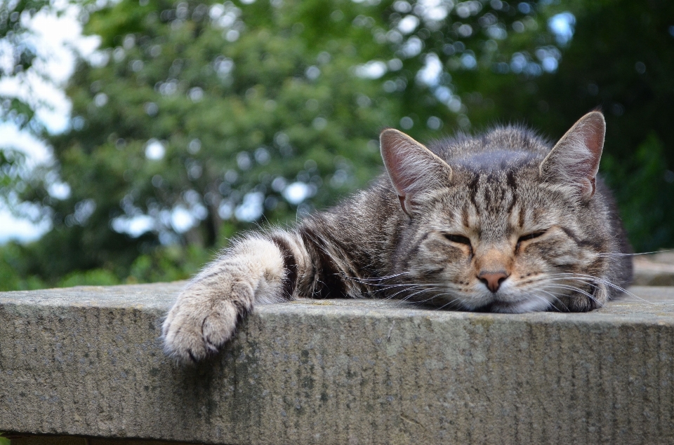 Mignon animal de compagnie chaton chat