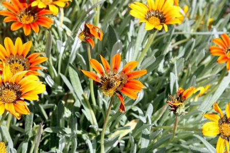 Landscape nature blossom growth Photo