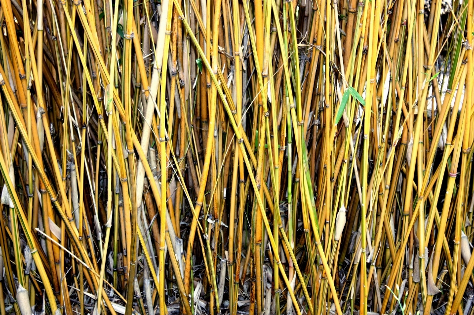 Nature herbe bifurquer croissance