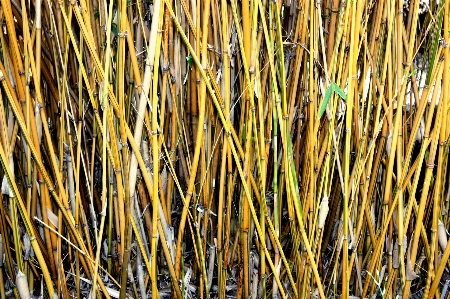 Nature grass branch growth Photo