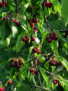 Tree branch plant meadow Photo