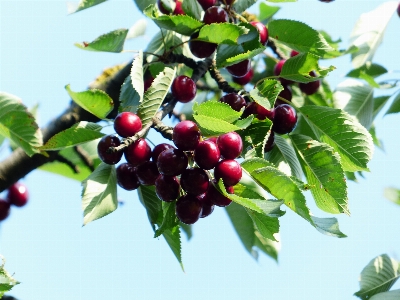 Tree branch blossom plant Photo