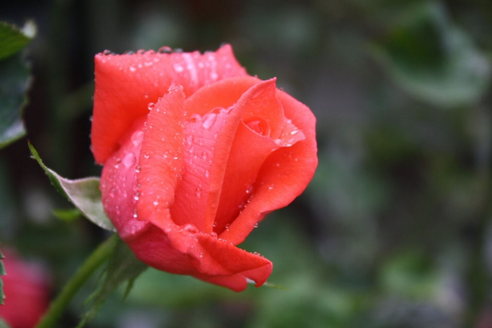 Plantar chuva flor pétala