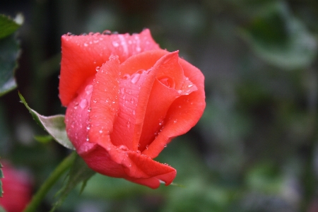 Plant rain flower petal Photo