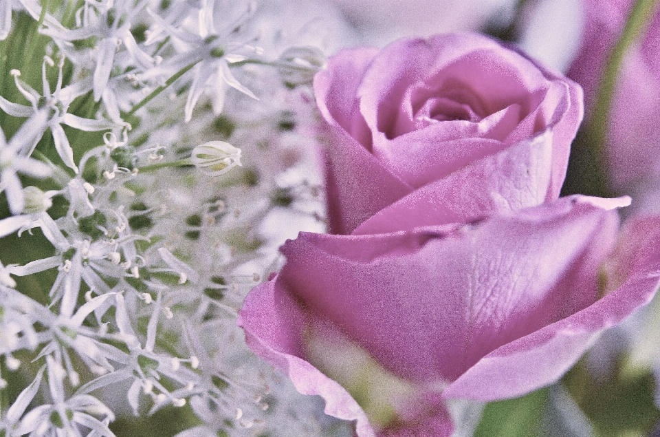 Nature blossom plant flower