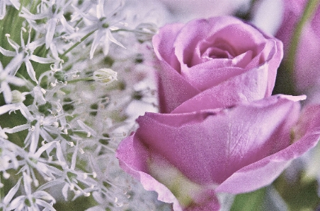 Nature blossom plant flower Photo