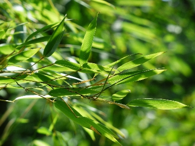 Tree grass branch plant Photo