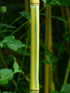 Grass plant lawn leaf Photo