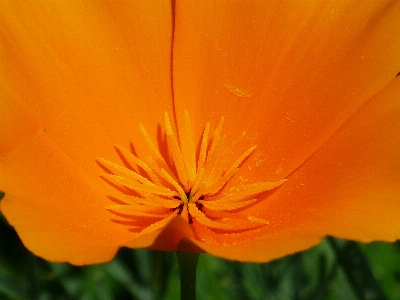 Foto Fiore pianta petalo fioritura