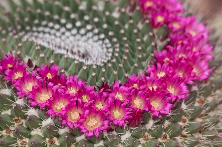 Nature prickly cactus plant Photo