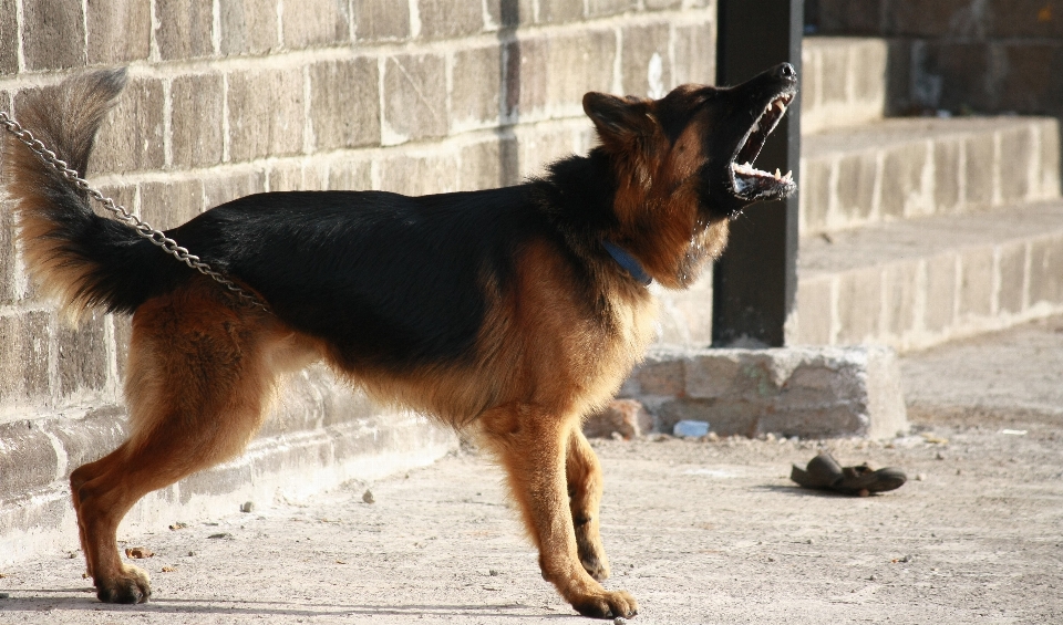 Chien debout animal de compagnie mammifère