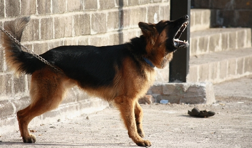 Foto Anjing kedudukan peliharaan mamalia