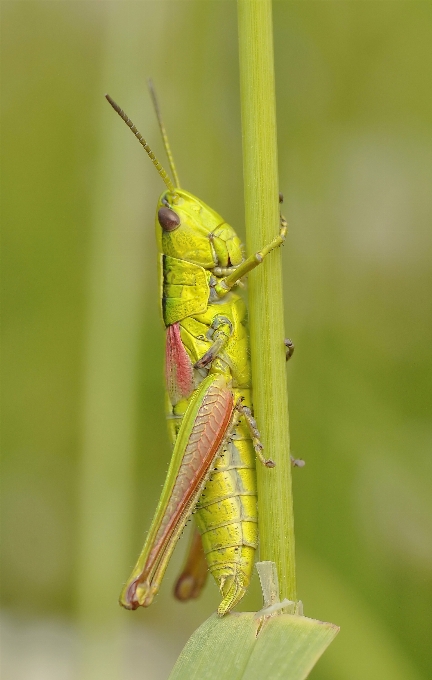 насекомое макрос желтый fauna