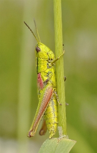 Foto Inseto macro amarelo fauna