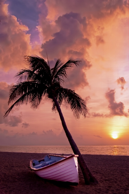 Spiaggia mare albero sabbia