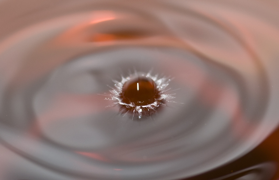 Agua gota planta fotografía