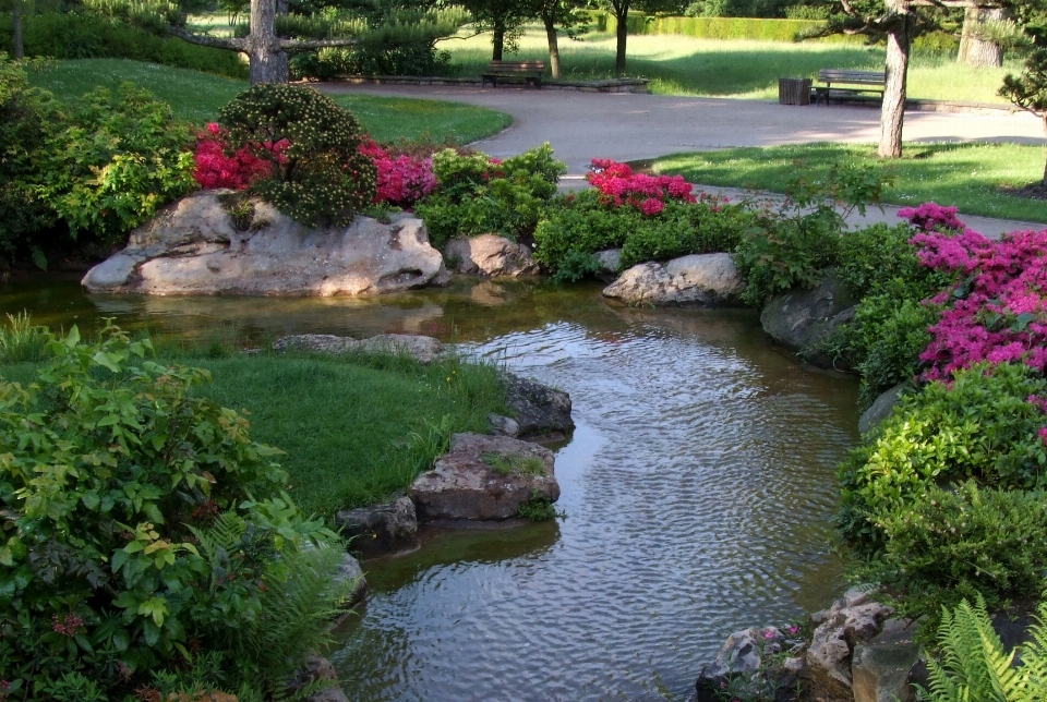 Landschaft wasser rasen blume