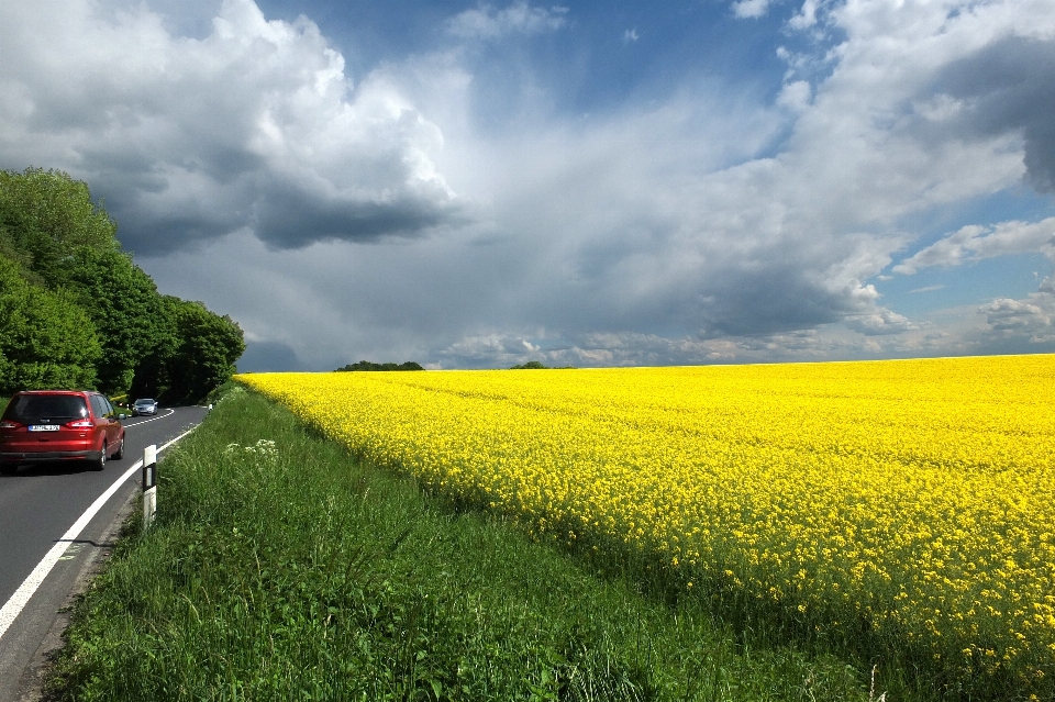 Landscape grass horizon plant