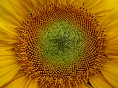 Plant field flower petal Photo