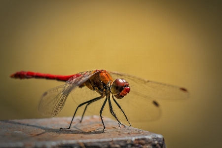 Foto Alam fotografi terbang merah