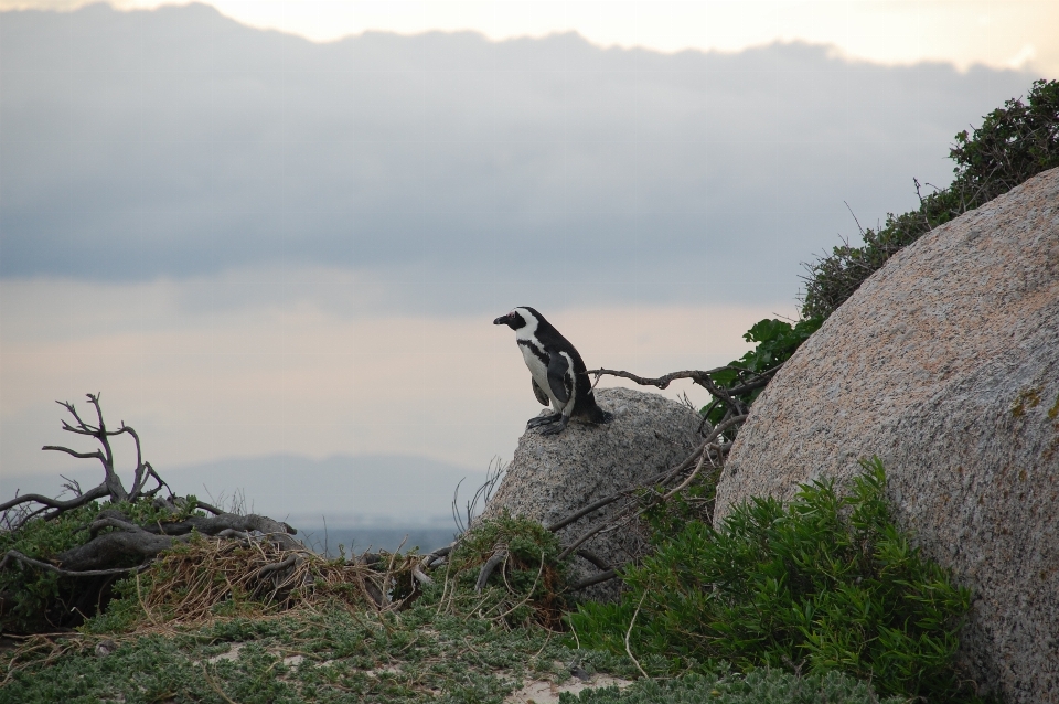 Morze wybrzeże natura rock