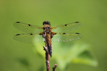 Nature wing photography green Photo