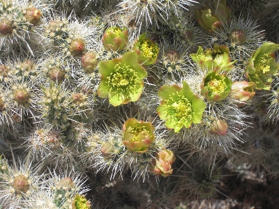 Foto Paisagem natureza cacto
 plantar