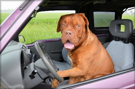 Foto Mobil menyetir anjing peliharaan