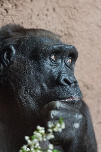 動物 野生動物 野生 考え 写真