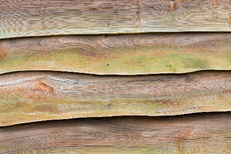 Branch wood grain texture Photo