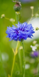 Photo Nature fleurir usine prairie
